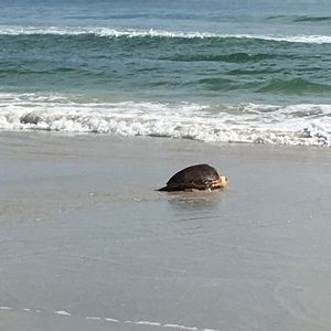 Meet your Posher, Pat